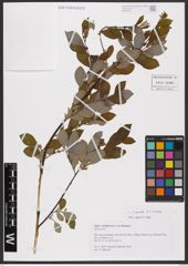 Foto von Salix aurita L. x Salix cinerea L.